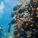 Uno de los mayores atractivos del buceo en Bazaruto es Two Mile Reef, donde tendrá el océano para usted solo.