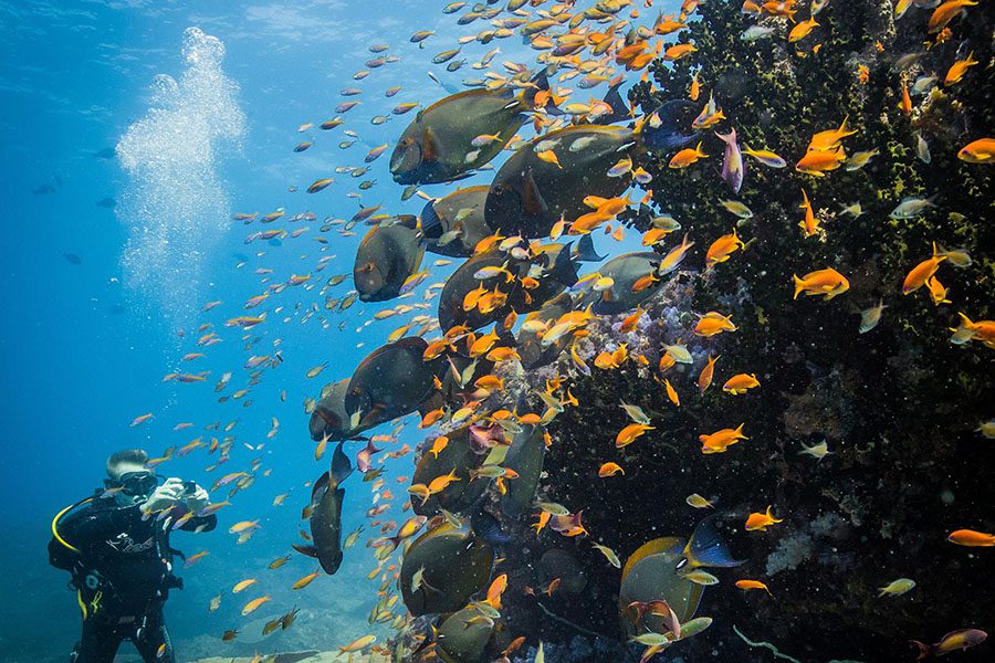 One of the biggest draws of Bazaruto diving is Two Mile Reef, where you will have the ocean to yourself.