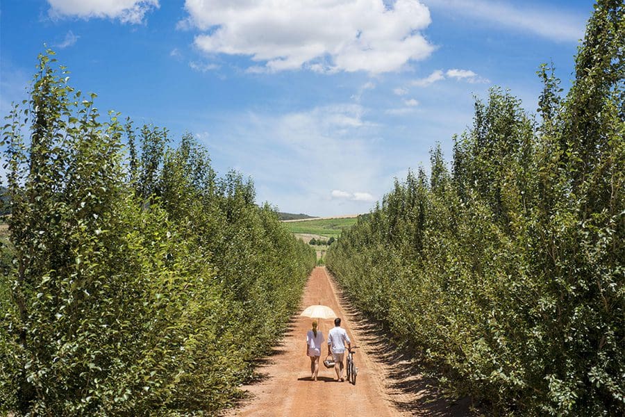 Couple strolling through the vineyards at Babylonstoren in Franschhoek, South Africa.