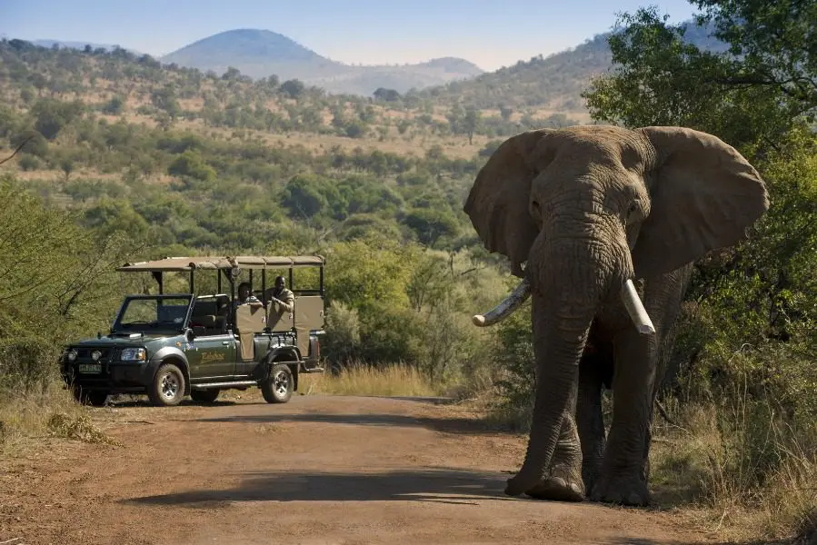 Recorridos de caza en el Parque Nacional de Pilanesberg, Sudáfrica | Go2Africa