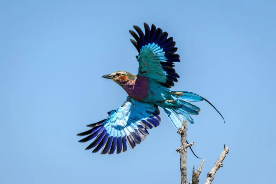 Observación de aves en Botsuana, África Austral | Go2Africa