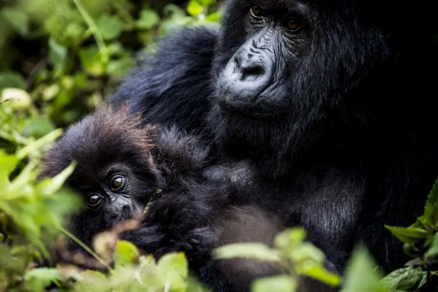 bisate-lodge_gorilla-_900x600-2