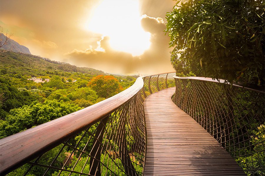 People walking across the Boomslang in Kirstenbosch, Cape Town, South Africa.