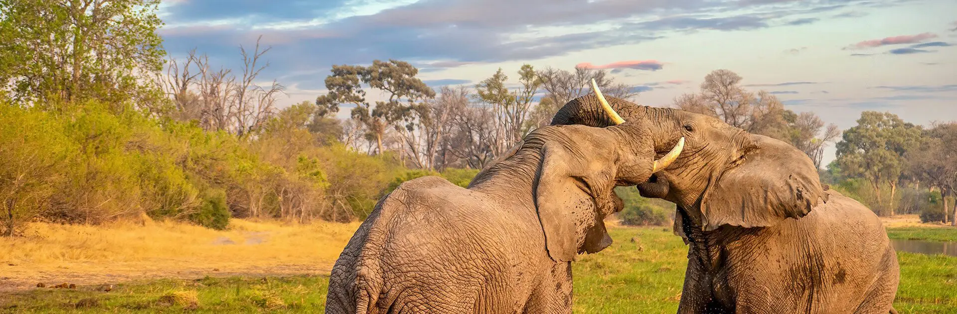 Elephants fighting in the Chobe River, Chobe National Park | Go2Africa