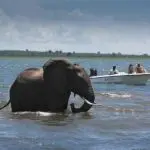 Boat safari.