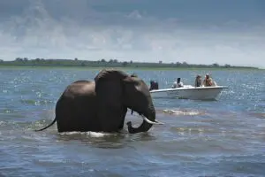 Boat safari.