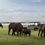 Safari.