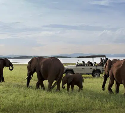 Game drives in Matusadona National Park.