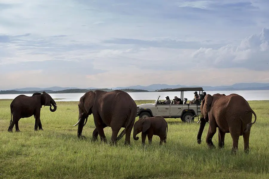 Game drive on the shores of Lake Kariba.