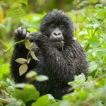 El trekking con gorilas en Uganda es una aventura inspiradora que le dejará maravillado ante estas criaturas en peligro de extinción. 