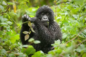 El trekking con gorilas en Uganda es una aventura inspiradora que le dejará maravillado ante estas criaturas en peligro de extinción. 