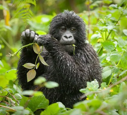 El trekking con gorilas en Uganda es una aventura inspiradora que le dejará maravillado ante estas criaturas en peligro de extinción. 