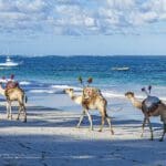Camel rides on Diani Beach at AfroChic Diani.