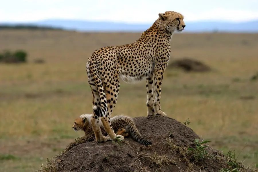 Guepardo en el Masai Mara, Kenia | Go2Africa