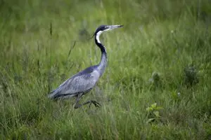 La observación de aves es espectacular en el Chelinda Camp, en el Parque Nacional de Nyika. 
