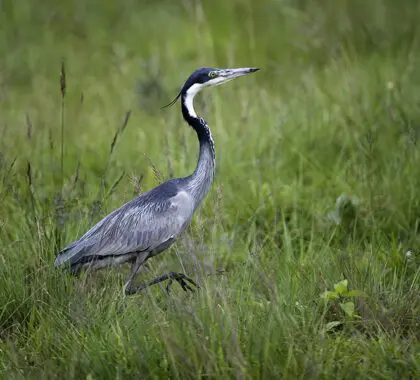La observación de aves es espectacular en el Chelinda Camp, en el Parque Nacional de Nyika. 