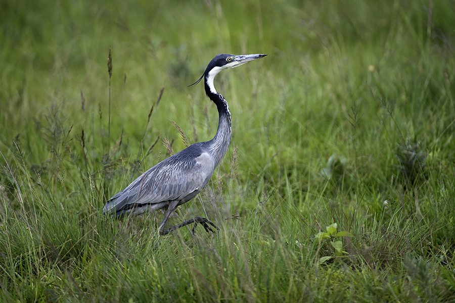 Bird watching is spectacular at Chelinda Camp in Nyika National Park. 