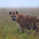 Una curiosa hiena avistada en el campamento de Chelinda. 