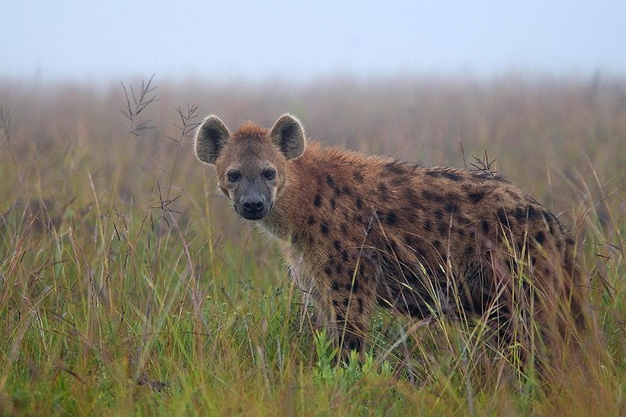 A curious hyena spotted at Chelinda Camp. 