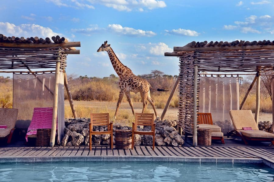 Jirafa en el Chem Chem Lodge del Parque Nacional de Tarangire, Tanzania | Go2Africa