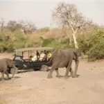 Avistamiento de elefantes durante un safari en Chobe Under Canvas, en el Parque Nacional de Chobe.