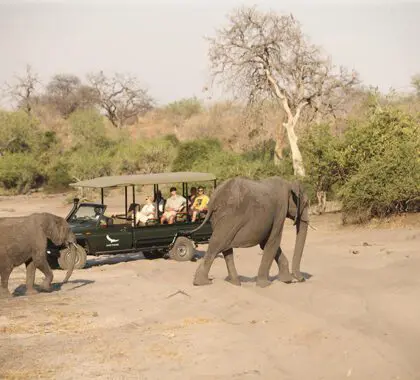 Avistamiento de elefantes durante un safari en Chobe Under Canvas, en el Parque Nacional de Chobe.