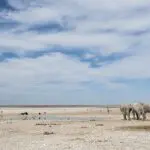 Elefantes adaptados al desierto en el Parque Nacional de Etosha.