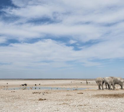 Desert-Adapted Elephants in Etosha National Park, Nambia | Go2Africa