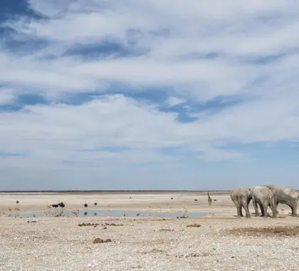 Elefantes adaptados al desierto en el Parque Nacional de Etosha.