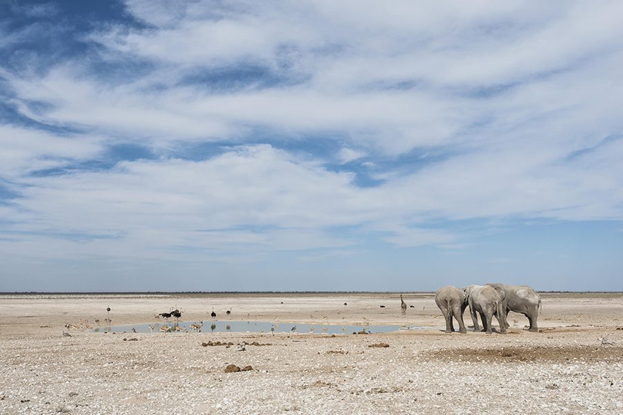 Desert-Adapted Elephants in Etosha National Park.