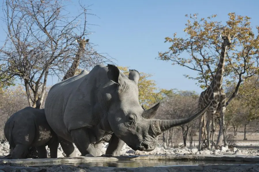 Rinoceronte en el Parque Nacional de Etosha, Namibia | Go2Africa