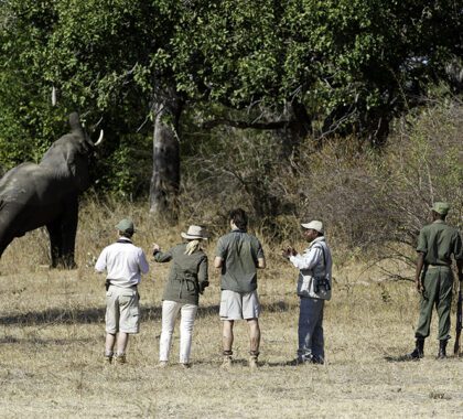 Walking safaris seeing elephants in Zambia | Go2Africa