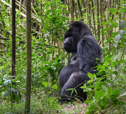 Gorilla trekking is an extraordinary experience. 