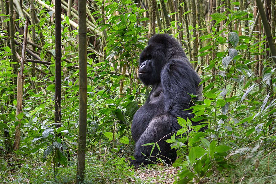 Gorilla trekking is an extraordinary experience. 