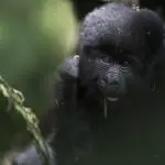 Un encuentro con gorilas único en la vida en Uganda. 