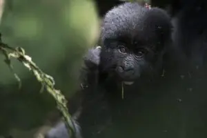 Un encuentro con gorilas único en la vida en Uganda. 