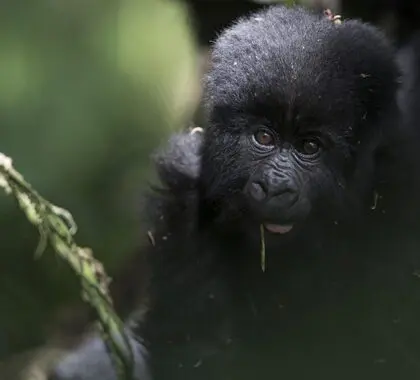 Un encuentro con gorilas único en la vida en Uganda. 
