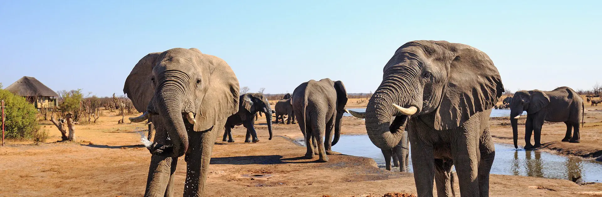 Vista desde el African Safari Lodge con elefantes de pie y bebiendo del abrevadero del campamento, con un fondo natural de llanuras abiertas y un cielo azul brillante y vibrante en el Parque Nacional de Hwange, Zimbabue.