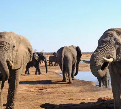 Vista desde el African Safari Lodge con elefantes de pie y bebiendo del abrevadero del campamento, con un fondo natural de llanuras abiertas y un cielo azul brillante y vibrante en el Parque Nacional de Hwange, Zimbabue.