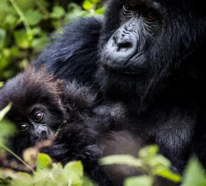 If you're lucky, you may get to see a mother & her baby on a trek.