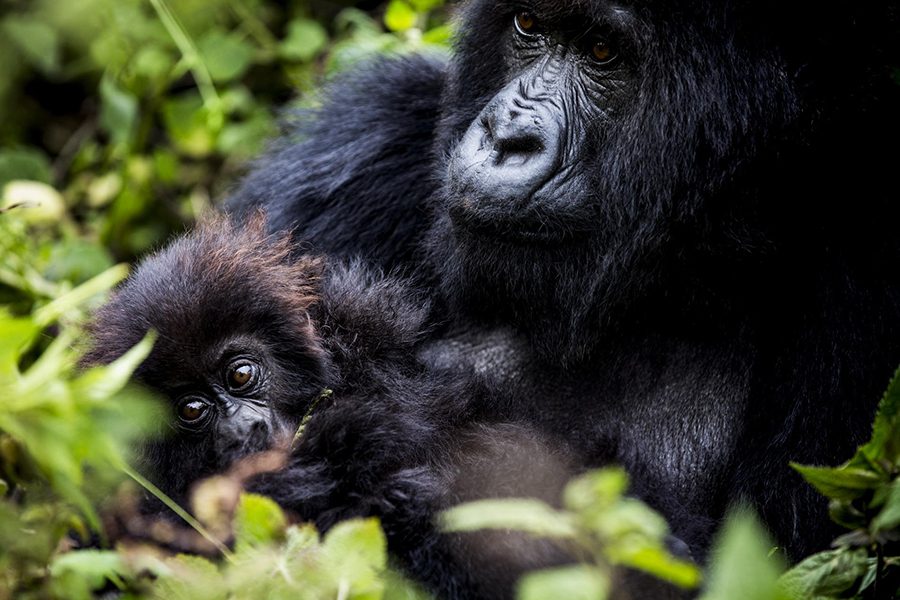 If you're lucky, you may get to see a mother & her baby on a trek.