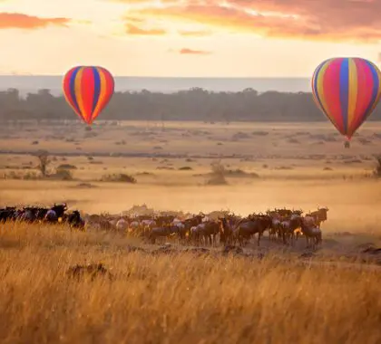 Amanecer sobre el Masai Mara, con un par de globos aerostáticos volando bajo y una manada de ñus debajo en la típica hierba roja de avena de la región. En Kenia, durante la Gran Migración anual.