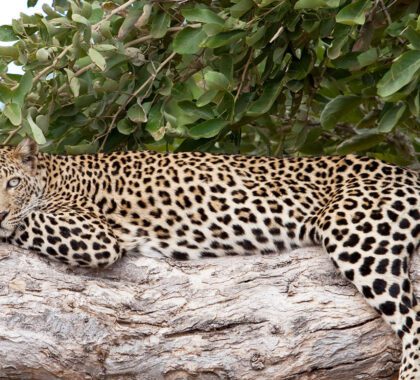 Leopard lying on a branch in the Kruger National Park, South Africa