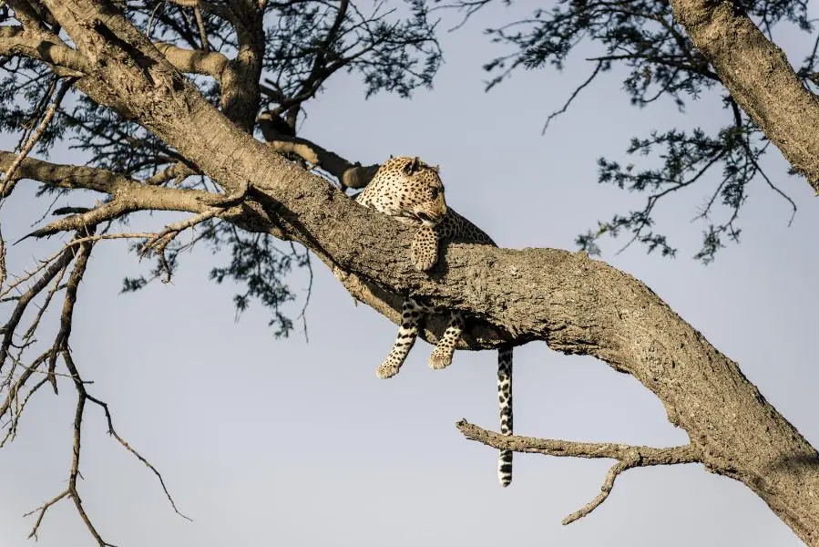 Leopards in the Serengeti National Park, Tanzania | Go2Africa