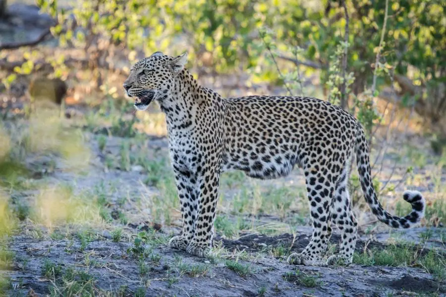 Leopardo en la estación verde en el Parque Nacional de Chobe, Botsuana | Go2Africa