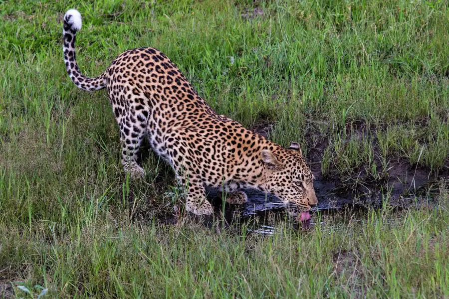 Leopard in the Okavango Delta, Botswana | Go2Africa