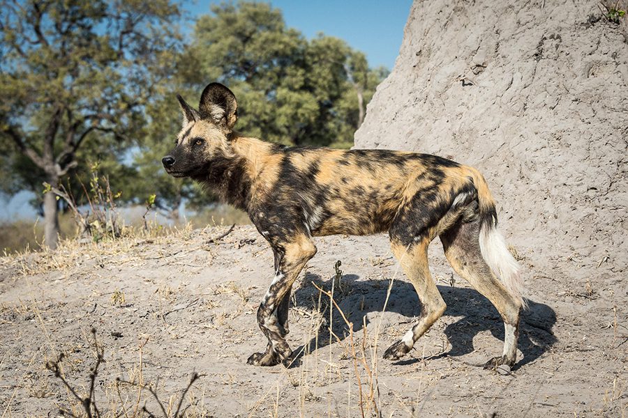 The private reserve of Linyanti is a great place to see endangered wild dog, the 'painted wolf' of Africa. 