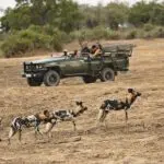 Vea al perro salvaje en peligro de extinción, los "lobos pintados de África".