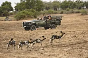 Vea al perro salvaje en peligro de extinción, los "lobos pintados de África".