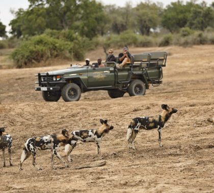 Wild dogs spotted on a game drive in Zambia on safari, Southern Africa | Go2Africa